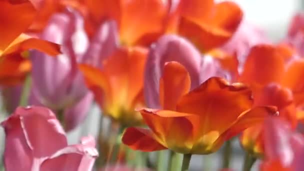 Tulipas multi-coloridas bonitas balançando no vento . — Vídeo de Stock