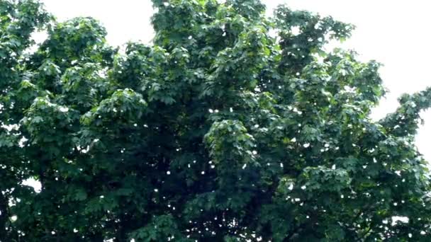 Poplar Fluff Falling Down. — Stock Video