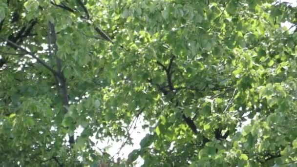 Poplar Fluff Falls From the Tree and Looks Like as Snow in the Sky. — Stock Video