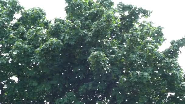 Poplar pluis vallen van de boom en ziet er als sneeuw in de hemel. — Stockvideo