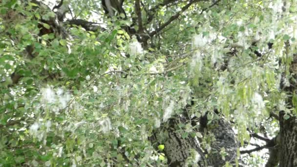 杨树绒毛瀑布从树和看起来像漫天的雪花. — 图库视频影像