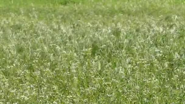 Kobercové trávy kymácí ve větru. — Stock video
