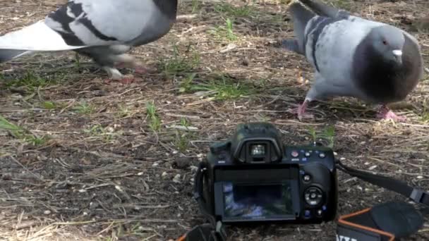 カメラの記録鳩として木の穀物を食べる. — ストック動画