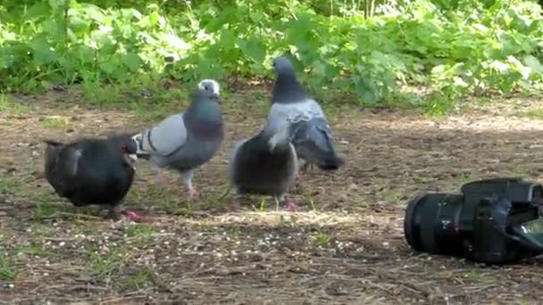 Los registros de la cámara, como las palomas comen el grano en el bosque . — Vídeo de stock
