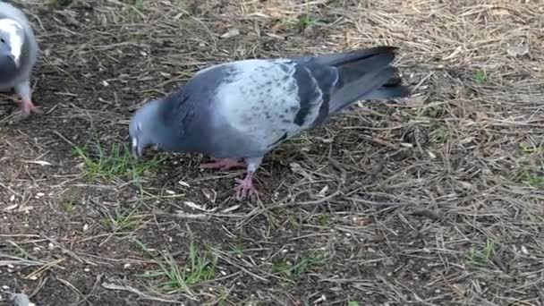 Tauben fressen Krümel in Zeitlupe auf dem Boden. — Stockvideo