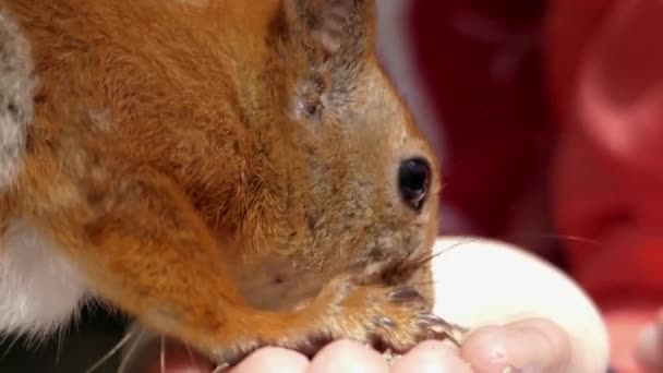 Niedlicher Rahmen: Rotes Eichhörnchen nimmt Nuss aus der Hand. — Stockvideo
