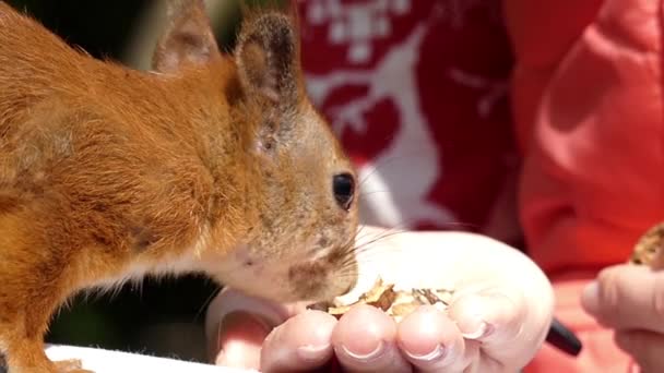 Niedlicher Rahmen: Rotes Eichhörnchen nimmt eine Nuss aus der Hand. Zeitlupe. — Stockvideo