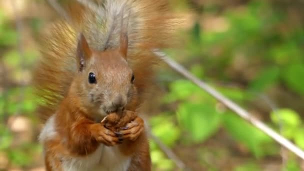 Vackra nära upp skott i skogen. Röda ekorren äter en nöt. — Stockvideo