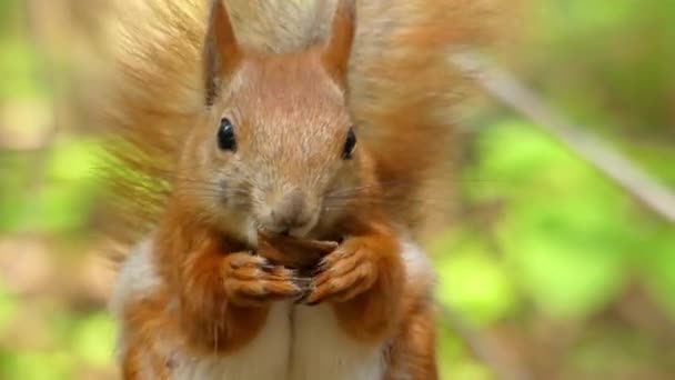 Schöne Nahaufnahme im Wald. Rotes Eichhörnchen frisst eine Mutter. — Stockvideo