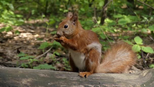 Magnifique plan rapproché tourné dans la forêt. L'écureuil roux mange une noix . — Video