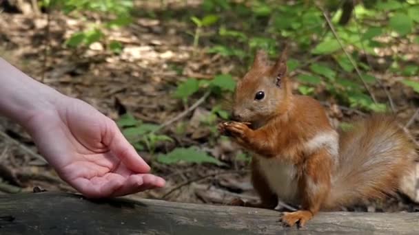 Red Squirrel Takes a Nut From the Hands. Slow Motion. — Stock Video