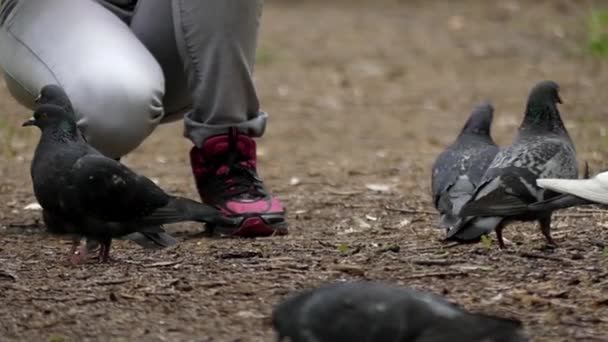 Menina bonita jovem alimentando pombos no parque em câmera lenta . — Vídeo de Stock