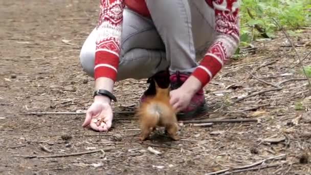 Rode eekhoorn in Slow Motion neemt een moer het meisje uit de Hand. — Stockvideo