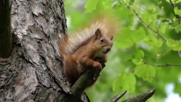 La ardilla se sienta en una rama del árbol. Moción lenta . — Vídeos de Stock