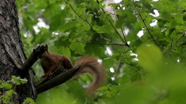 Esquilo Senta-se num ramo de árvore. Movimento lento . — Vídeo de Stock