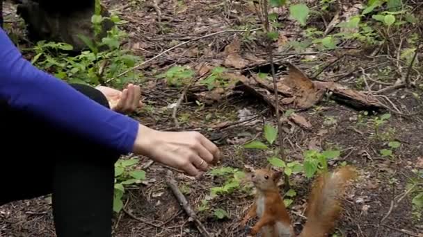 Esquilo vermelho em câmera lenta leva uma porca a menina fora de mão . — Vídeo de Stock