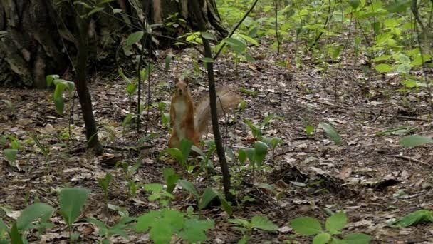 Eichhörnchen rennen und springen in Zeitlupe. — Stockvideo