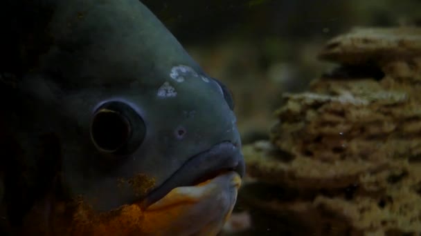 Blue Fish abre su boca y bosteza . — Vídeo de stock