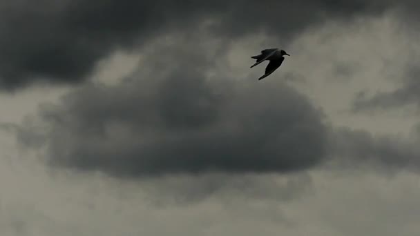 スローモーションで空に浮かぶ湖のカモメ. — ストック動画