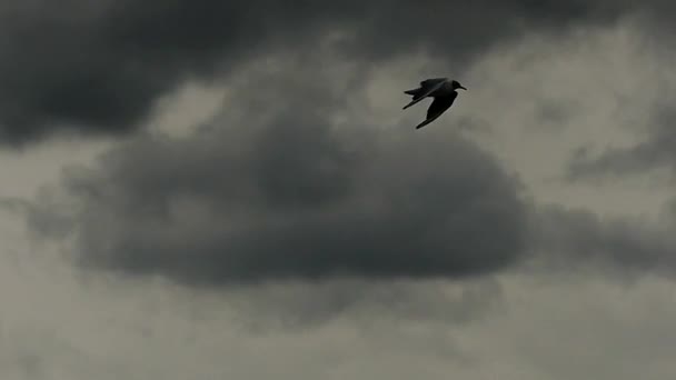 Möwe auf dem See schwebt in Zeitlupe in der Luft. — Stockvideo