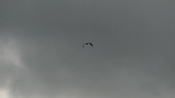 Gaviota en el lago flotando en el aire en cámara lenta . — Vídeo de stock