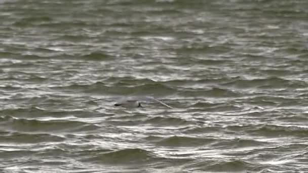 Gabbiano sul lago galleggiante sopra l'acqua in movimento lento . — Video Stock