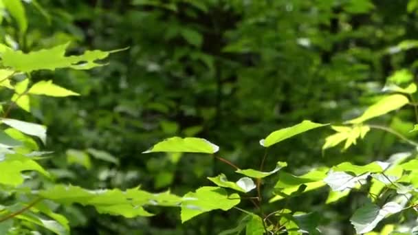 도 숲입니다. 전경 잎 및 나무 배경 자동차 교통에. — 비디오