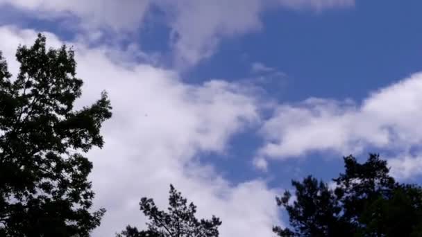 Σύννεφα πετούν πάνω από τα δέντρα. Χρονική Πάροδος. — Αρχείο Βίντεο