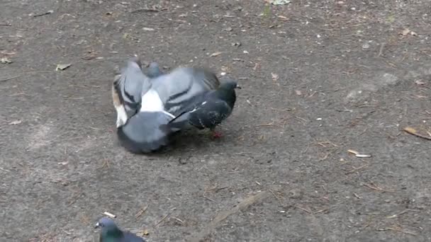 Große Taube vertreibt zur Fütterungszeit eine andere Taube. — Stockvideo