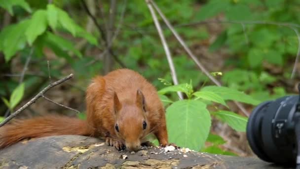 Kameran registrerar hur den röda ekorren äter nötter i skogen. Slow Motion. — Stockvideo