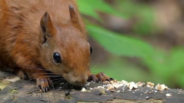 红色的松鼠吃坚果在慢动作. — 图库视频影像