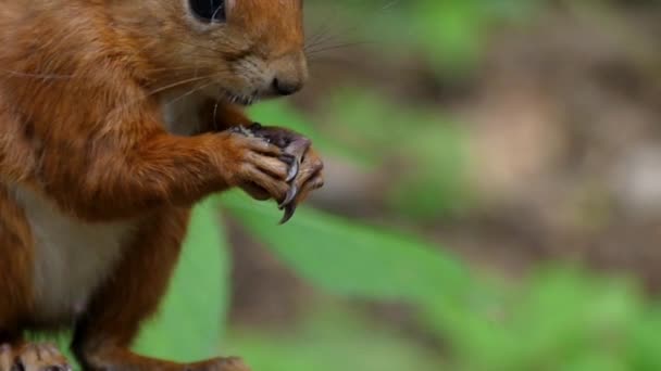 L'écureuil roux mange les noix au ralenti . — Video