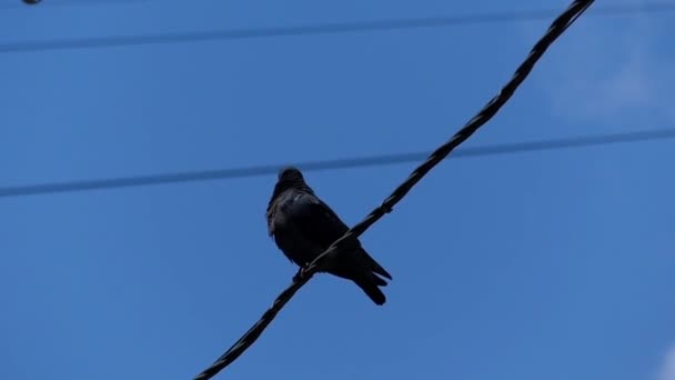 Una paloma solitaria se sienta en los cables . — Vídeos de Stock