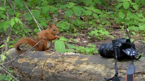 La cámara registra cómo la ardilla roja come nueces en el bosque. Moción lenta . — Vídeo de stock