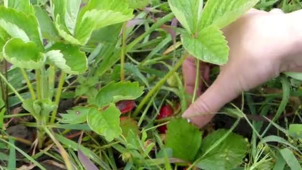 Zbierając czerwone truskawki na polu. Zbliżenie ramki. — Wideo stockowe