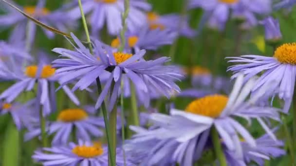 Margherita blu ondeggiante nel vento . — Video Stock