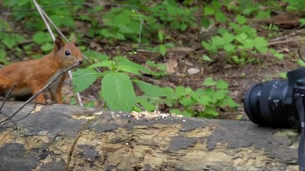 Kameran registrerar hur den röda ekorren äter nötter i skogen. Slow Motion. — Stockvideo