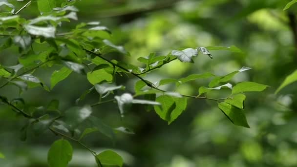 El camino está en el bosque. sobre las hojas y árboles en primer plano en el tráfico de coches de fondo . — Vídeo de stock