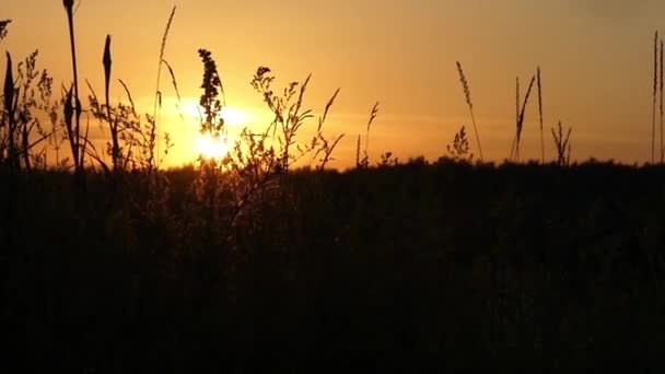 Le erbe al tramonto. Bellissimo girato al rallentatore . — Video Stock