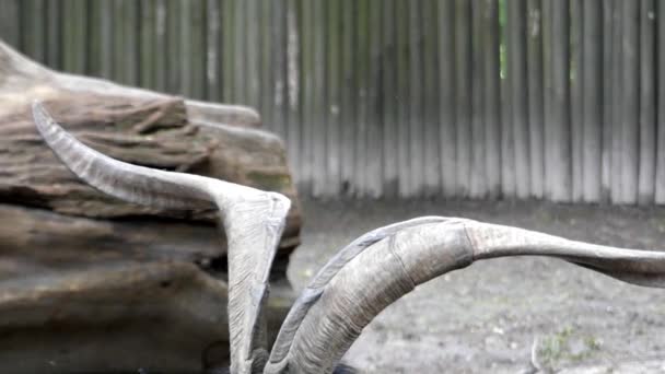 Горный козел с большими рогами . — стоковое видео