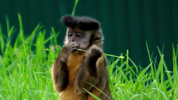 Belo tiro: Capuchinho mastiga uma lâmina de grama . — Vídeo de Stock