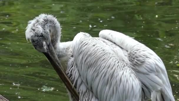 Gri Pelican kendini temizler. Ağır çekim. — Stok video