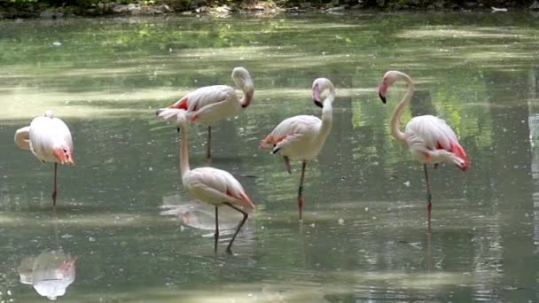Prachtige natuur. Flamingo staande in het Water en kijk rond. Slow Motion. — Stockvideo