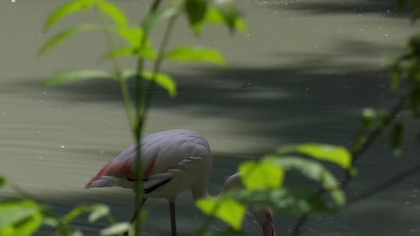 美丽的火烈鸟饮用水。慢动作. — 图库视频影像
