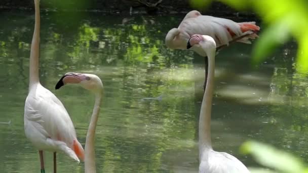 Прекрасная природа. Фламинго стоит в воде и оглядывается. Slow Motion . — стоковое видео