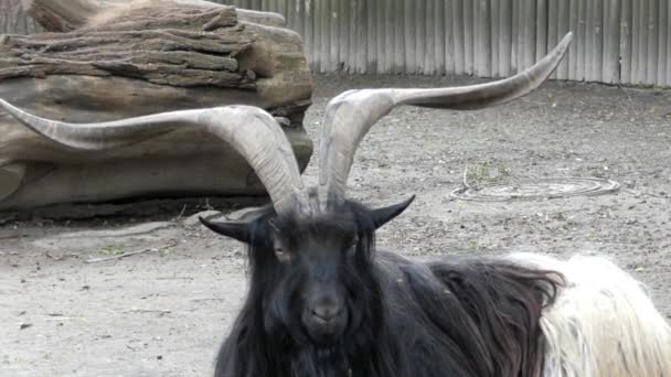 Горный козел с большими рогами . — стоковое видео