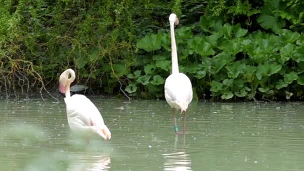 Lindos animais: Flamingos bebendo água em câmera lenta . — Vídeo de Stock