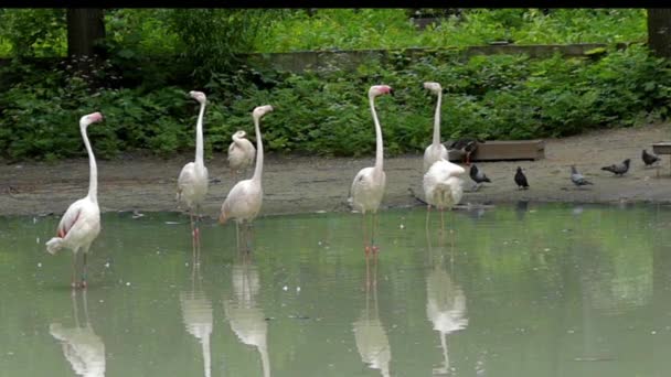 Zabawny efekt: Flamingi w odwróceniu głowy w różnych kierunkach. Zwolnionym tempie. — Wideo stockowe