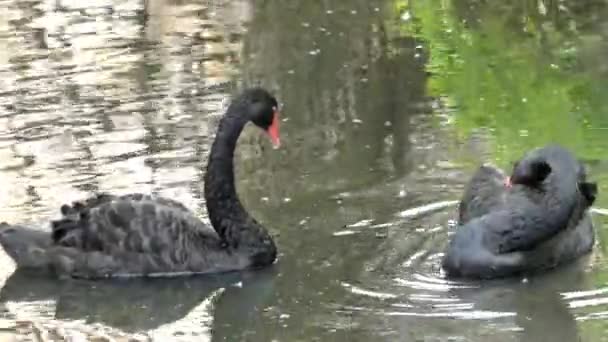 Zwei schöne schwarze Schwäne, die im See schwimmen. einer putzt sich selbst. — Stockvideo