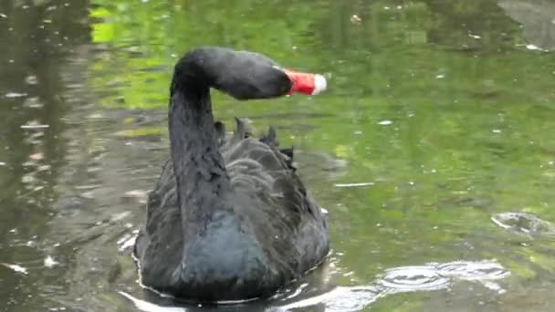 Piękne czarne łabędzie, czyszczenie. — Wideo stockowe